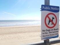 No Dogs on Beach Signage Photo 3