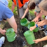 Tree watering by Tree Trust