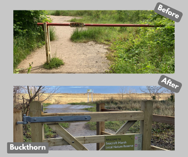 Buckthorn before and after